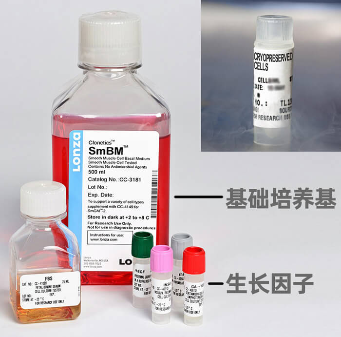 LONZA人肺動(dòng)脈平滑肌細胞,用于原代培養,LONZA中國一級代理商