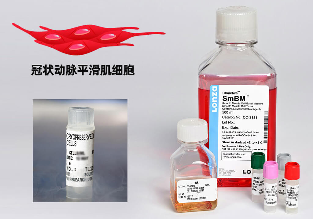 LONZA人冠狀動(dòng)脈平滑肌細胞,用于原代培養,LONZA中國一級代理商