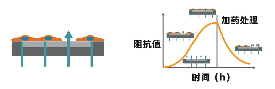 Axion Biosystems MAESTRO Z實(shí)時(shí)無(wú)標記細胞分析儀