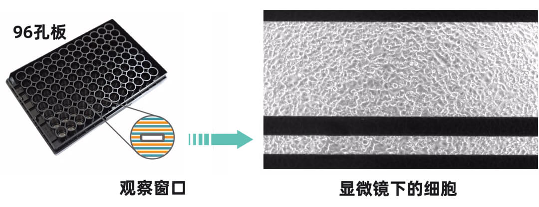 Axion Biosystems MAESTRO Z實(shí)時(shí)無(wú)標記細胞分析儀