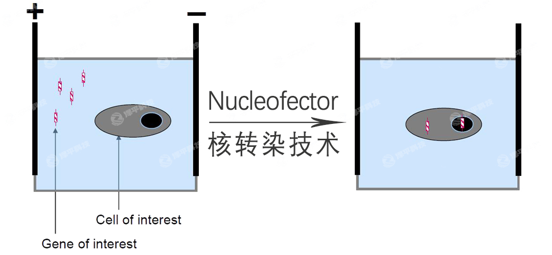 lonza Nucleofector細胞核轉染技術(shù) 北京澤平