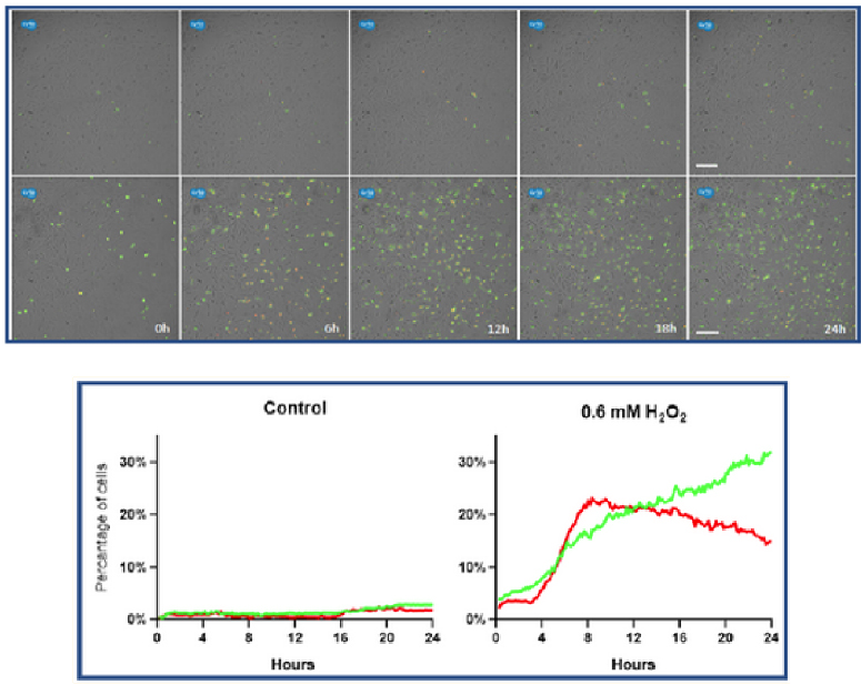 Axion CytoSMART Lux3ȫԄ(dng)ϵy(chng)ɹ⼚x ƽ