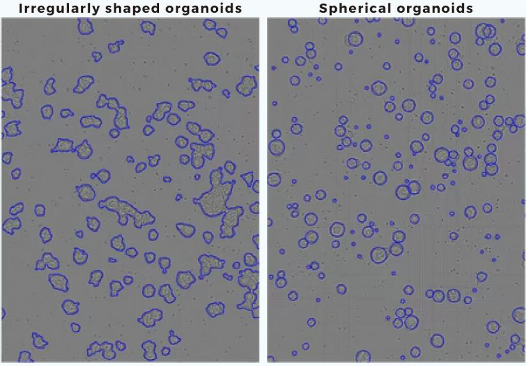 Axion CytoSMART OmniȫԄ(dng)ϵy(li)ٷ