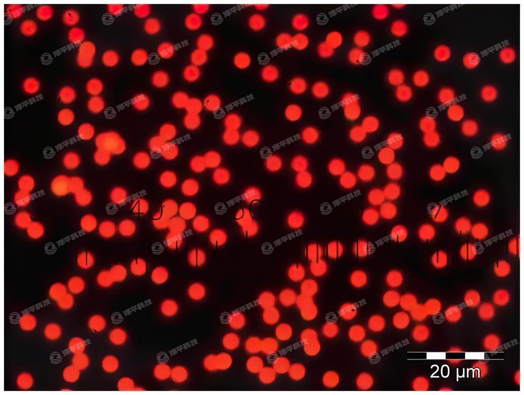 Thermo Scientific Fluoro-Maxtɫɹ΢ ƽ