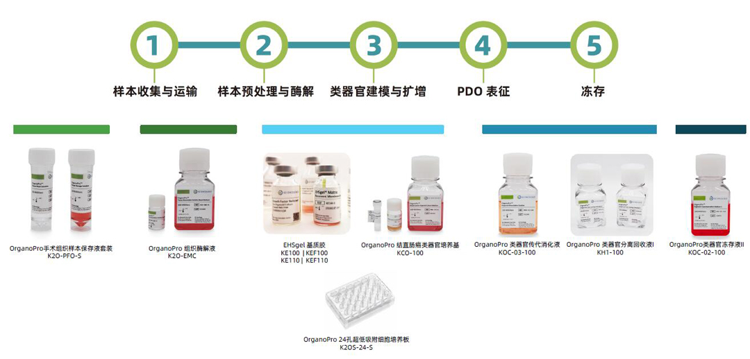 科途醫學(xué)EHSgel基質(zhì)膠、OrganoPro樣本保存液、組織酶解液、類(lèi)器官培養基、類(lèi)器官細胞因子、類(lèi)器官傳代消化液、類(lèi)器官凍存液代理商北京澤平